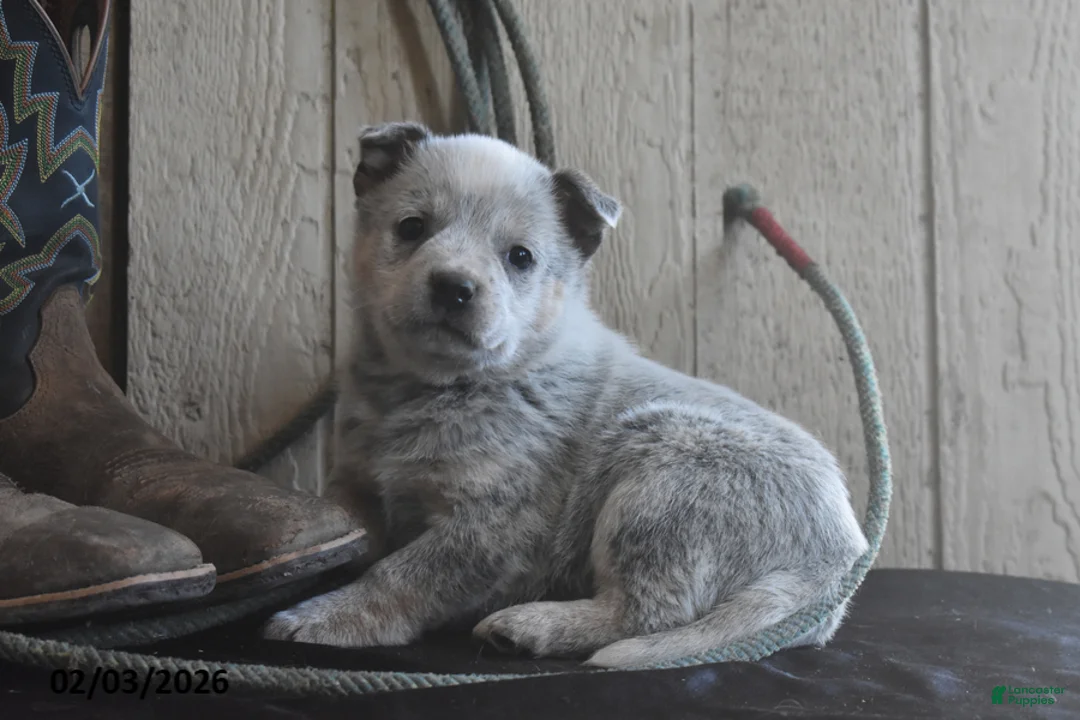 Australian Cattle Dog dogs for sale: Dakota - Ad 3
