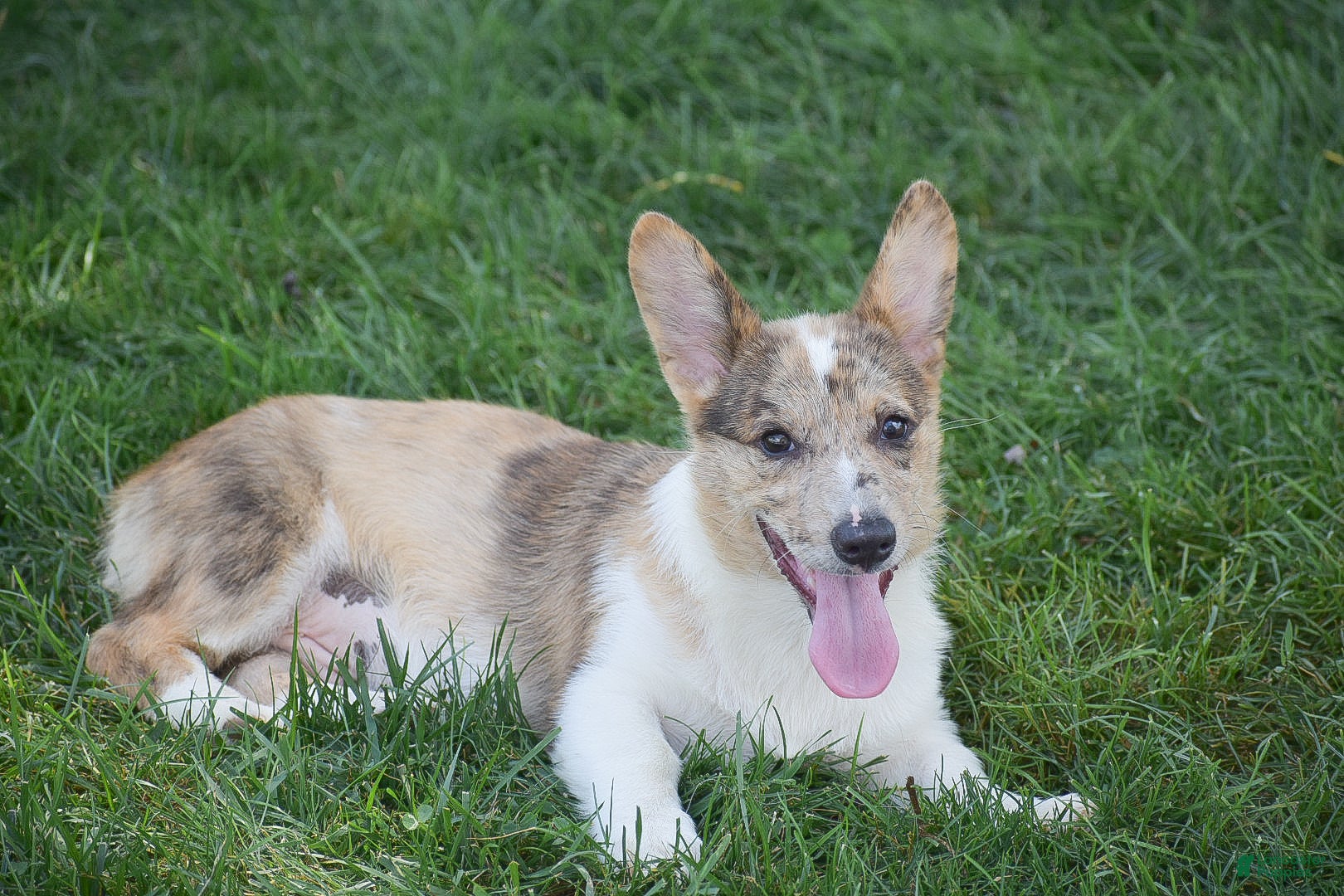 Welsh Corgi Pembroke dogs Rocco - Ad 10