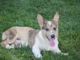 Welsh Corgi Pembroke dogs Rocco - Ad 36