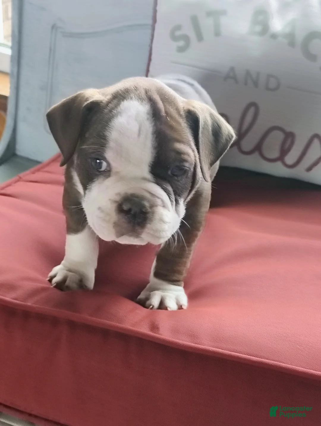 Olde English Bulldogge dogs for sale: Blaze - Ad 2