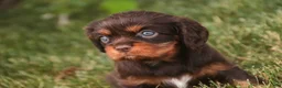 Cavalier King Charles Spaniel dogs for sale: Penelope Cavalier King Charles Spaniel  - Ad 6