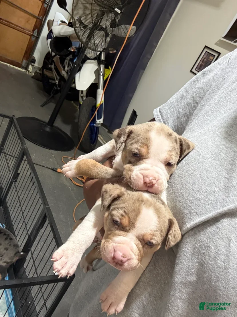 American Bully dogs The Olsen Twins / Ashley  - Ad 2