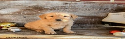 Golden Retriever dogs for sale: Ruger - Ad 2