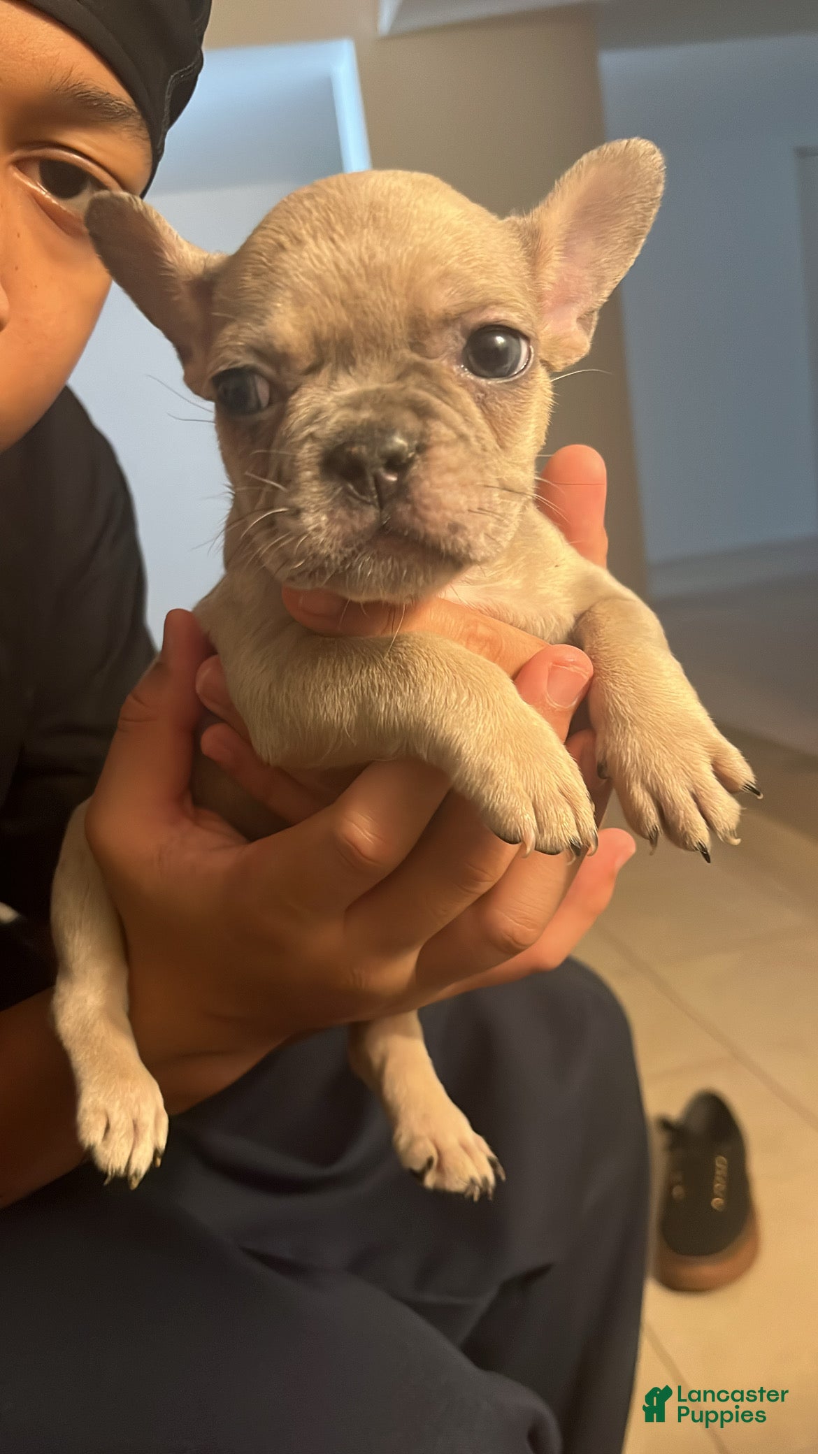 French Bulldog dogs French Bulldog 2 - Ad 42