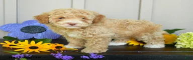 Ginger