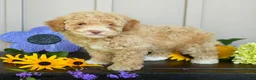 Miniature Poodle dogs for sale: Ginger - Ad 1