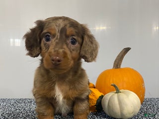 Miniature Dachshund dogs - Ad 38
