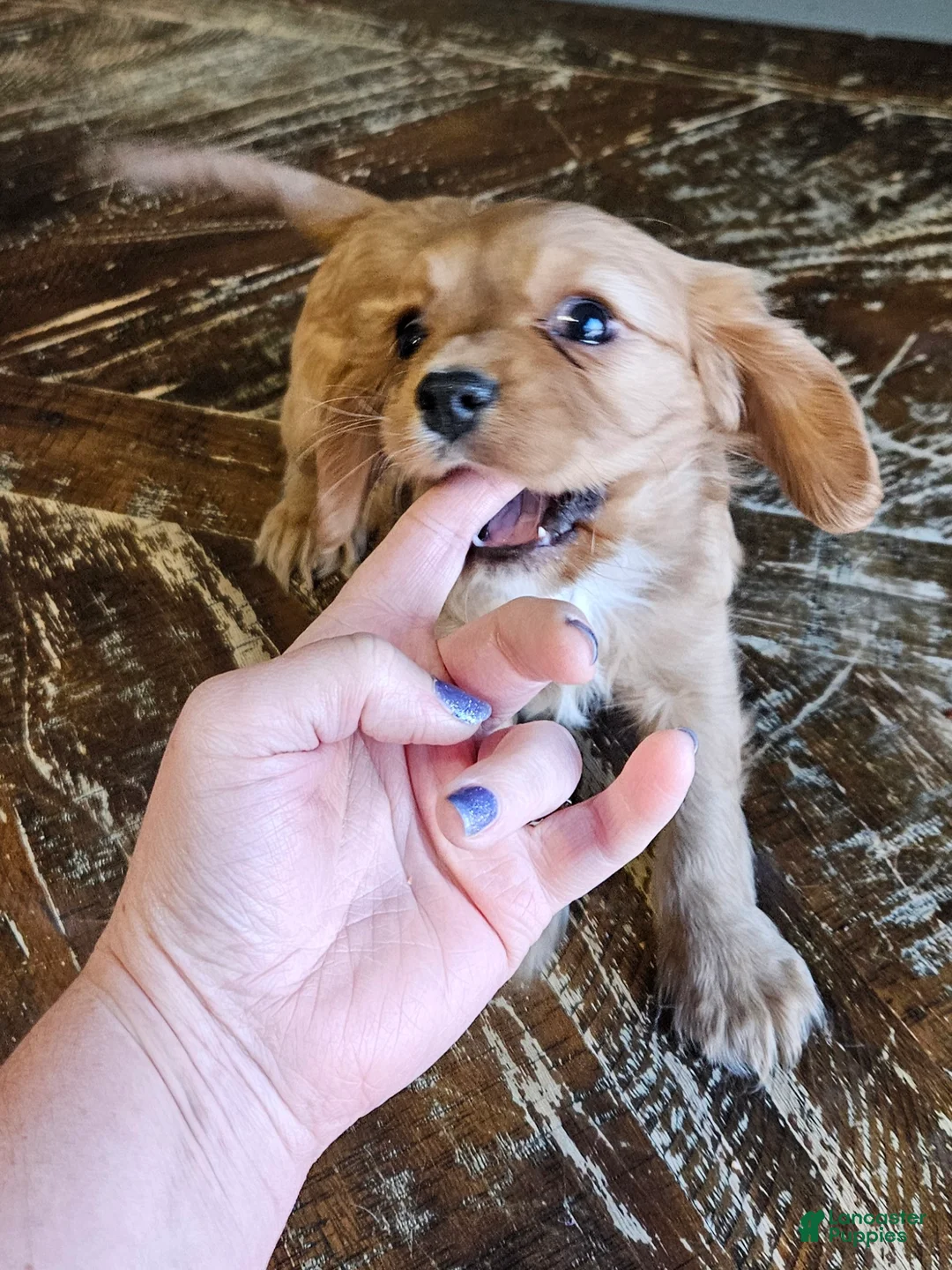 Cavalier King Charles Spaniel dogs for sale: ROSIE - Ad 3