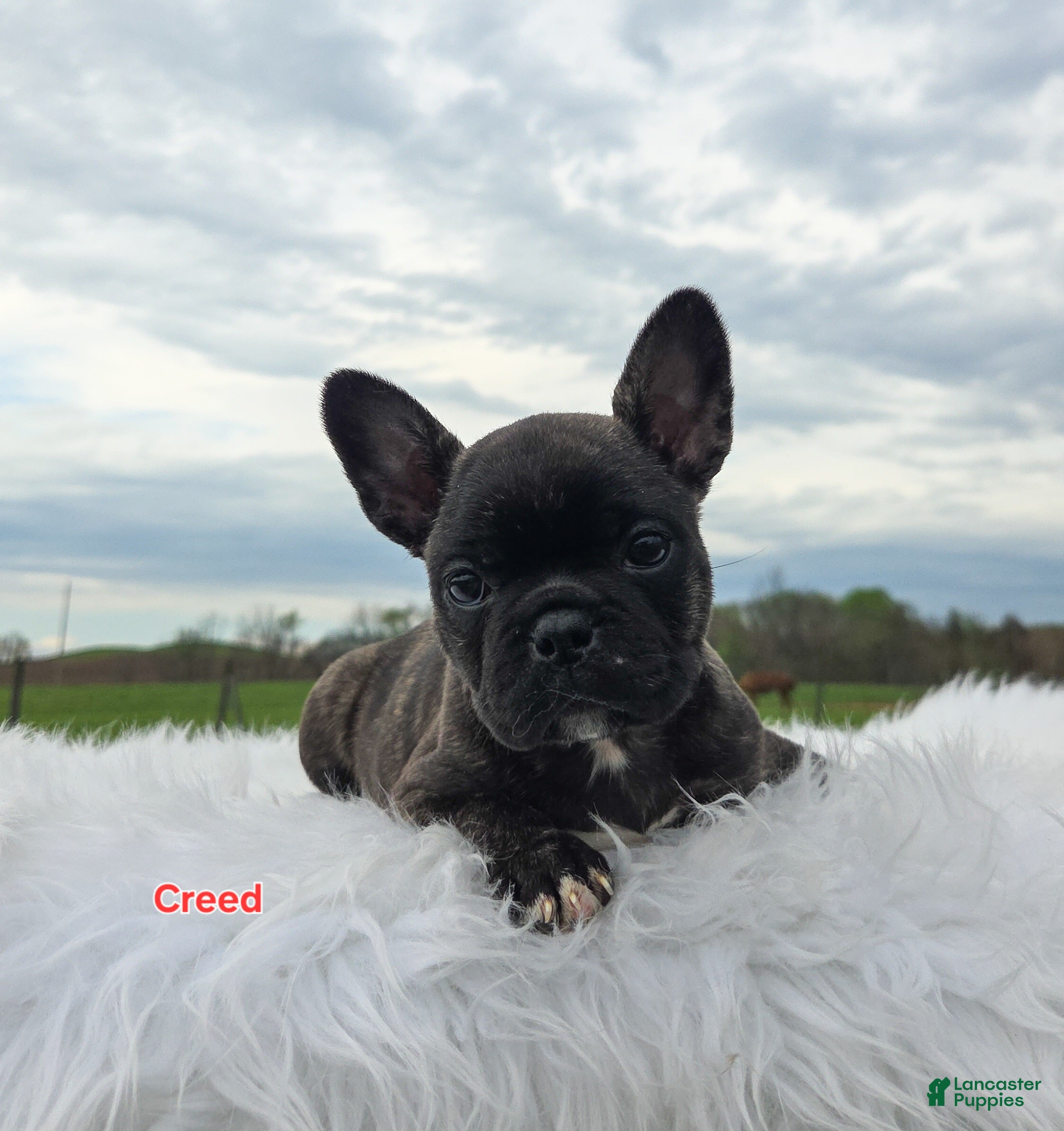 Frenchton dogs Creed - Ad 2