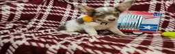 Chihuahua dogs for sale: Ali Babba (long-hair) - Ad 10