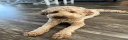 Mini Goldendoodle dogs for sale: Mini Goldendoodle “Suki” - Ad 5
