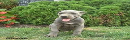 Cane Corso dogs for sale: Leo  - Ad 4
