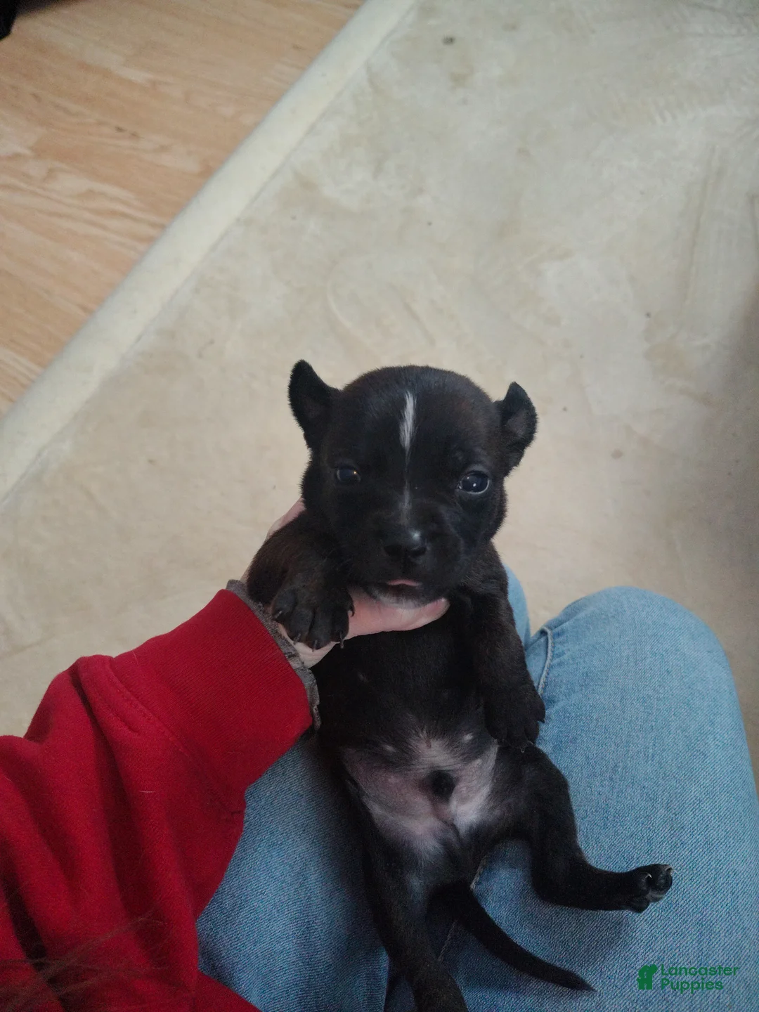 Mixed Breed dogs for sale: Orange collar  - Ad 1