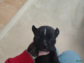 Mixed Breed dogs Orange collar - Ad 4