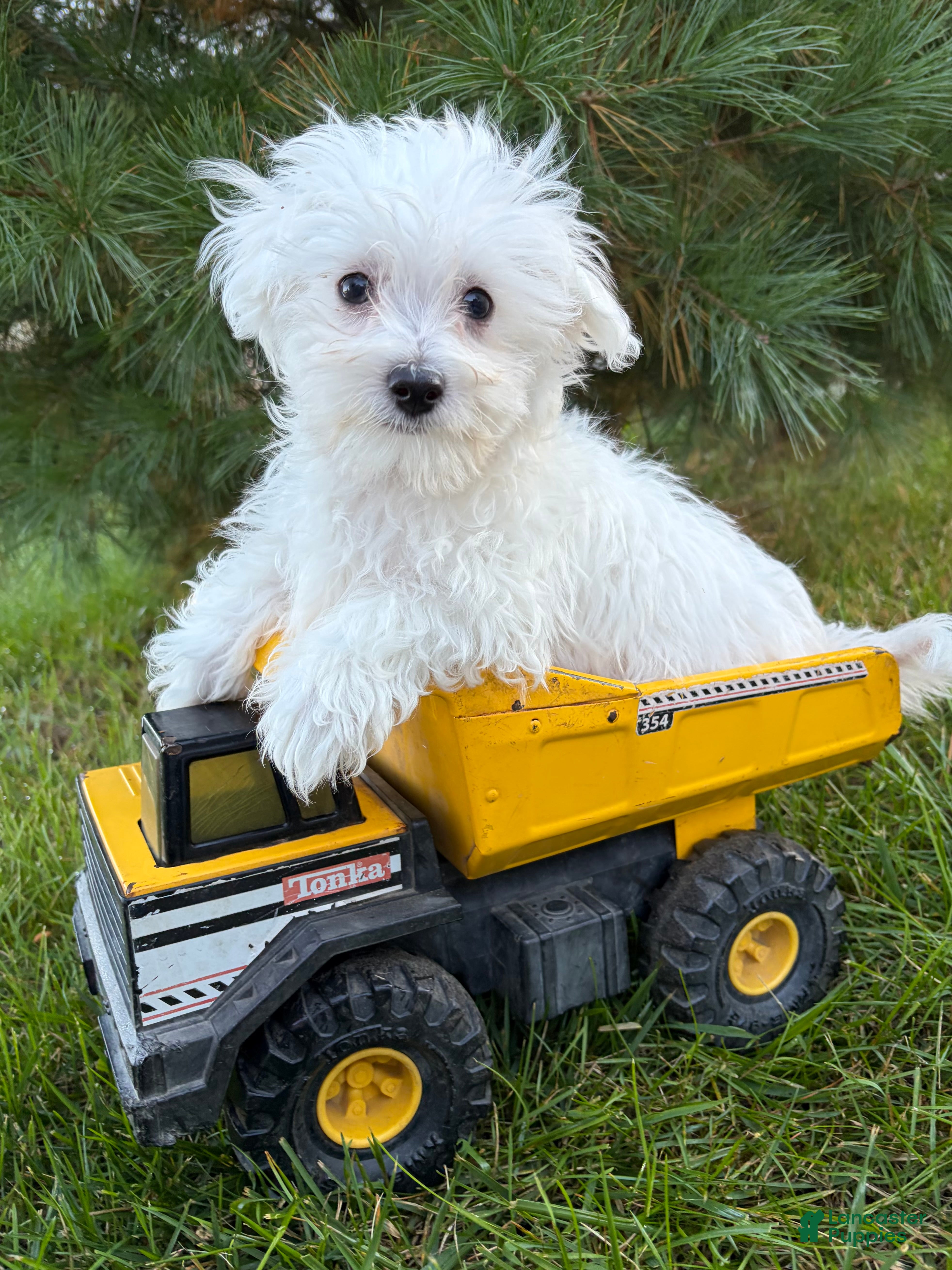 Maltese dogs Eddie - Ad 39