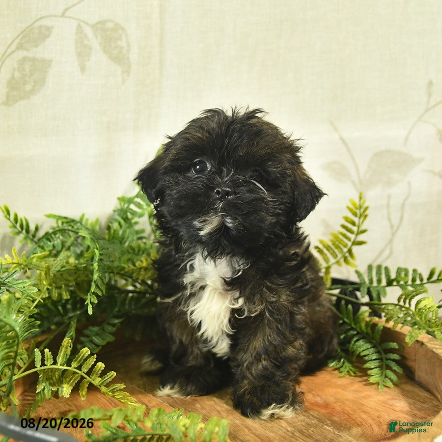 Shih Tzu dogs Daisy  - Ad 2