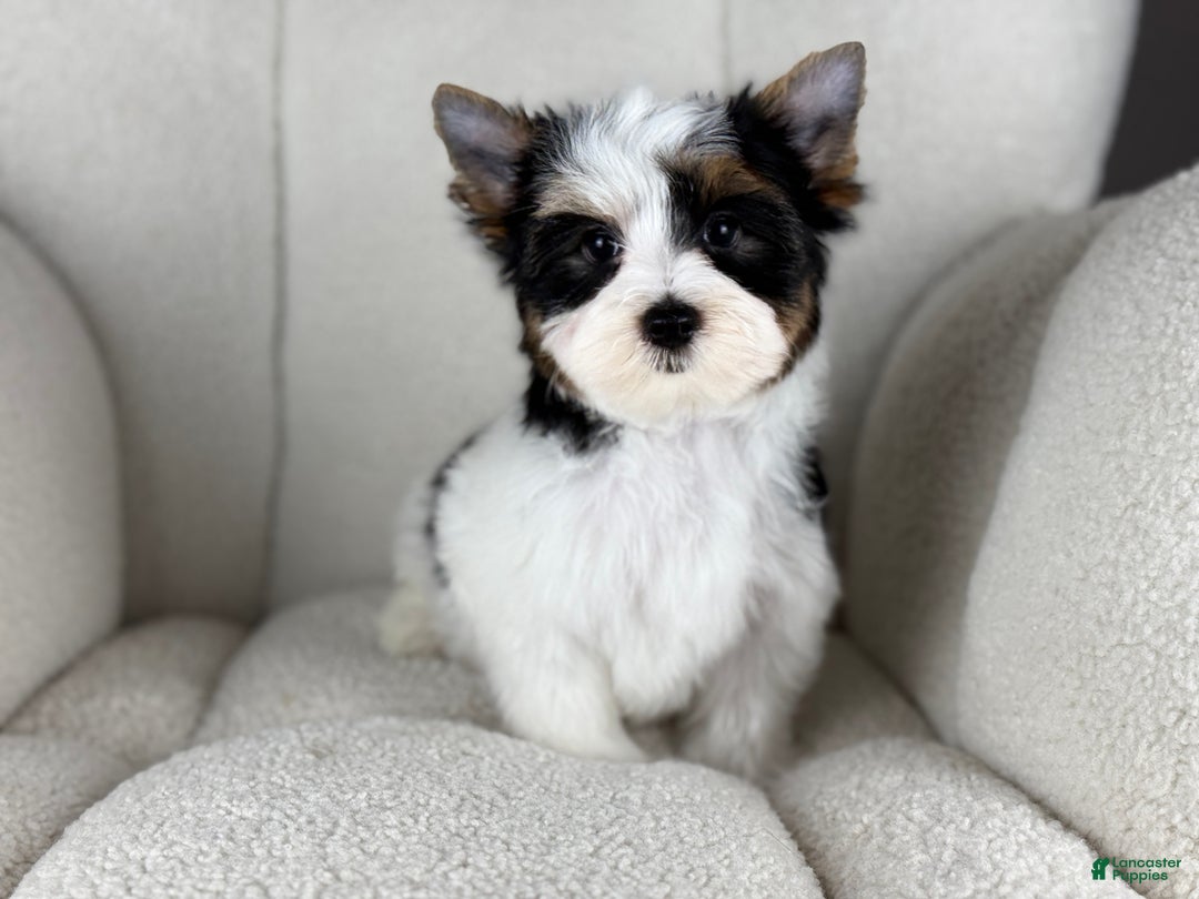 Yorkshire Terrier dogs for sale: Scout  - Ad 3