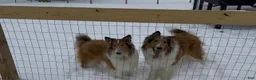 Collie dogs for sale: Autumn - Ad 7