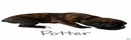 Boxer dogs for sale: Potter - Ad 2