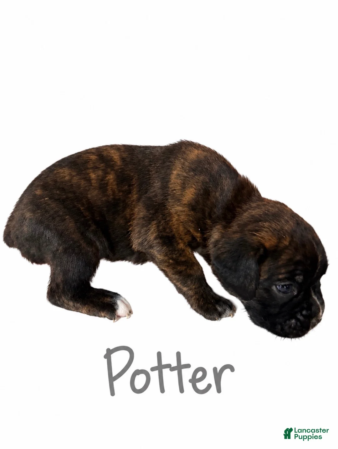 Boxer dogs for sale: Potter - Ad 2