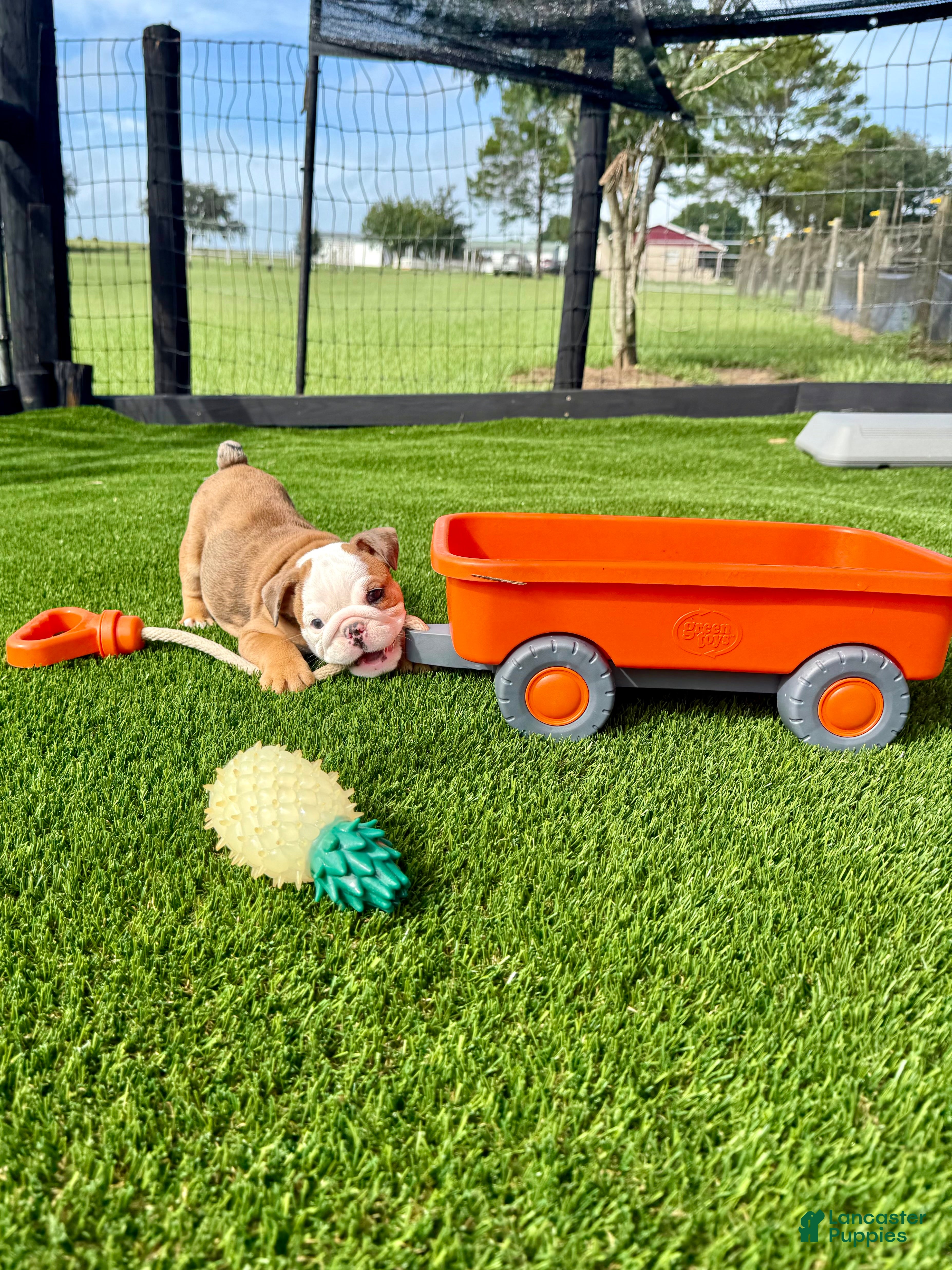 English Bulldog dogs Madam Mary Kate of Bulldogs Inc. - Ad 2