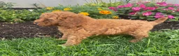 Miniature Poodle dogs for sale: Mickey - Ad 4