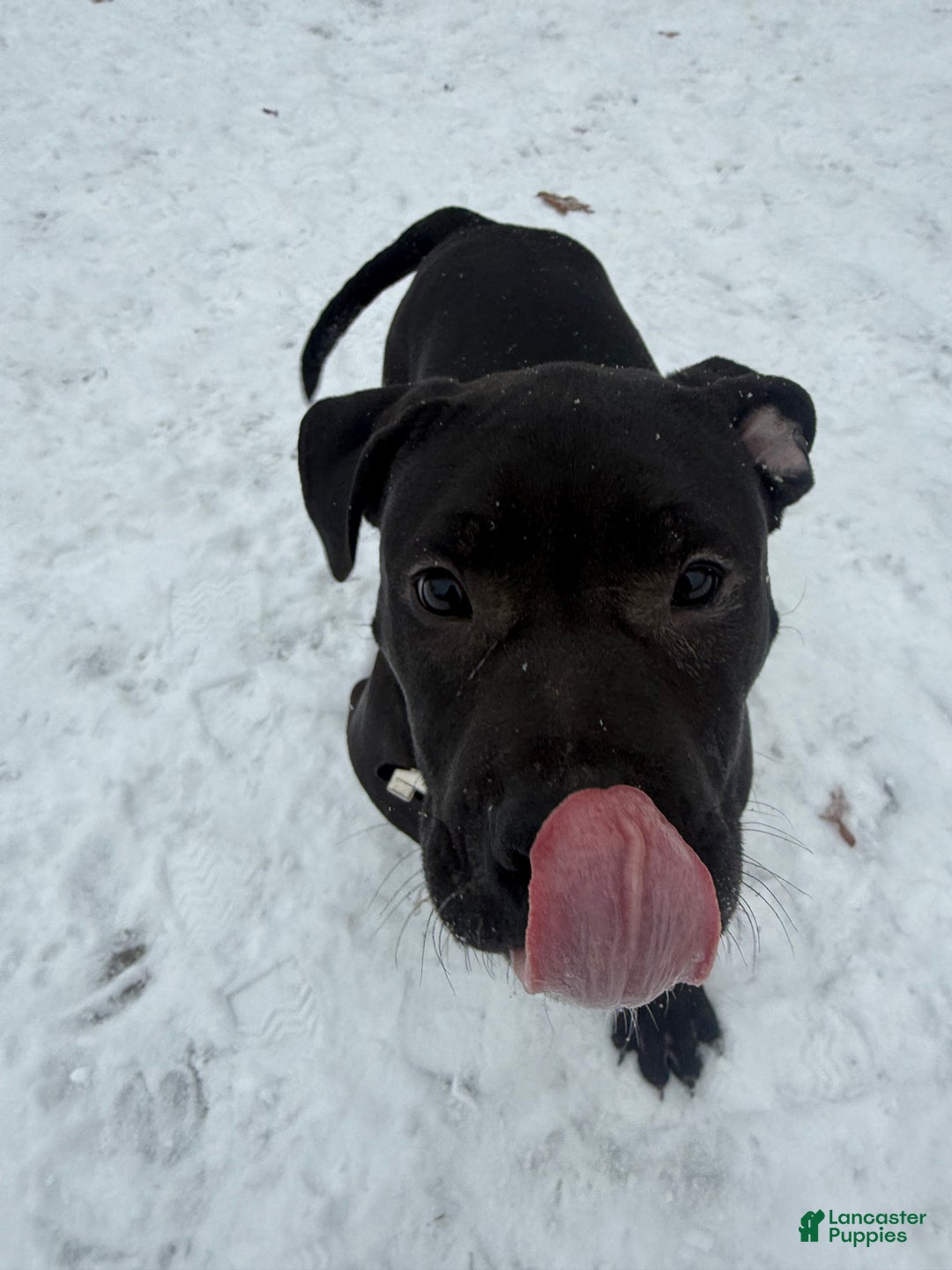 American Bully dogs for sale: Sandy(female) - Ad 22