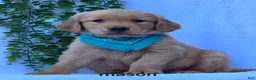 Golden Retriever dogs for sale: Mason - Ad 3