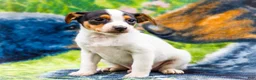 Mixed Breed dogs for sale: Toby - Ad 4