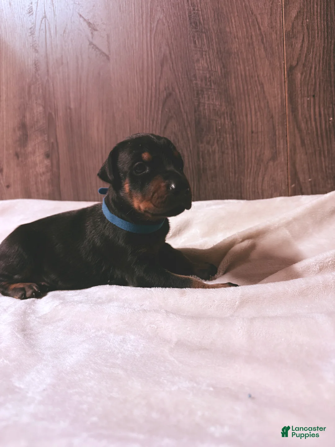 Doberman Pinscher dogs for sale: Jett - Ad 1