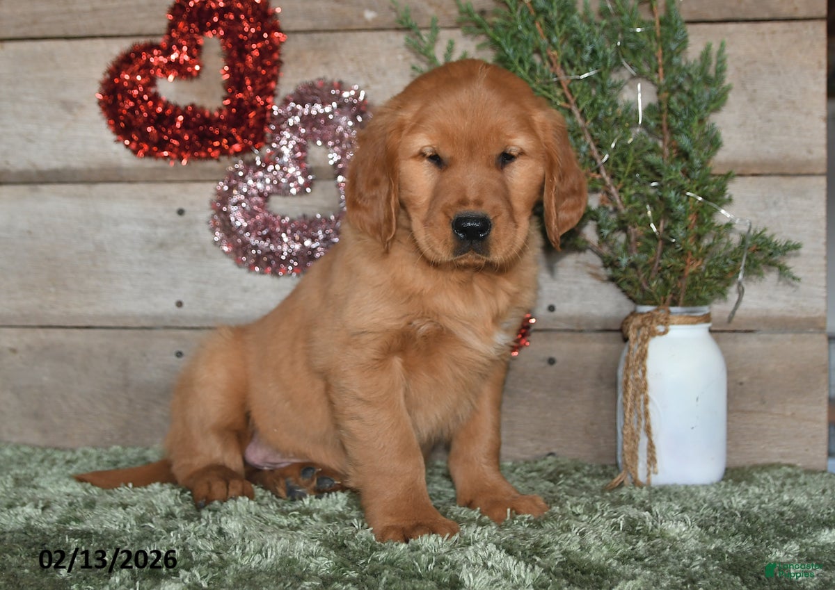 Golden Retriever dogs Ajax - Ad 2