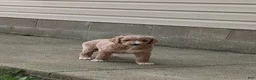 Goldendoodle dogs for sale: Tyson  - Ad 10