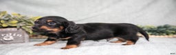 Miniature Dachshund dogs for sale: Keller - Ad 3