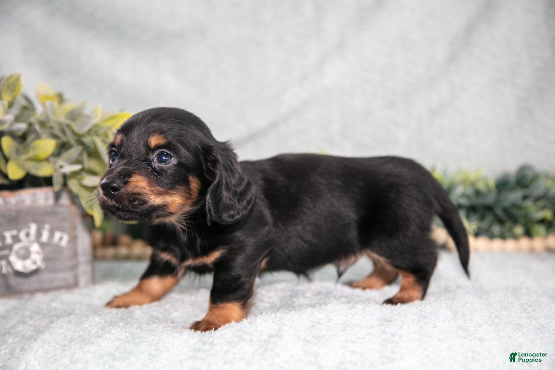 Miniature Dachshund dogs for sale: Keller - Ad 3