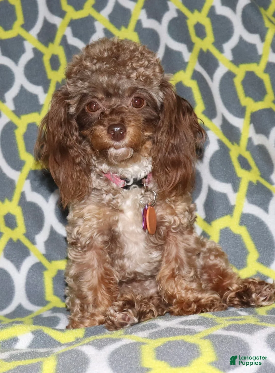 Gallery Image {{count}}