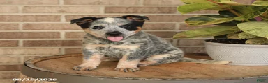 Max