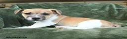 Jack Russell Terrier dogs for sale: Edgar - Ad 3