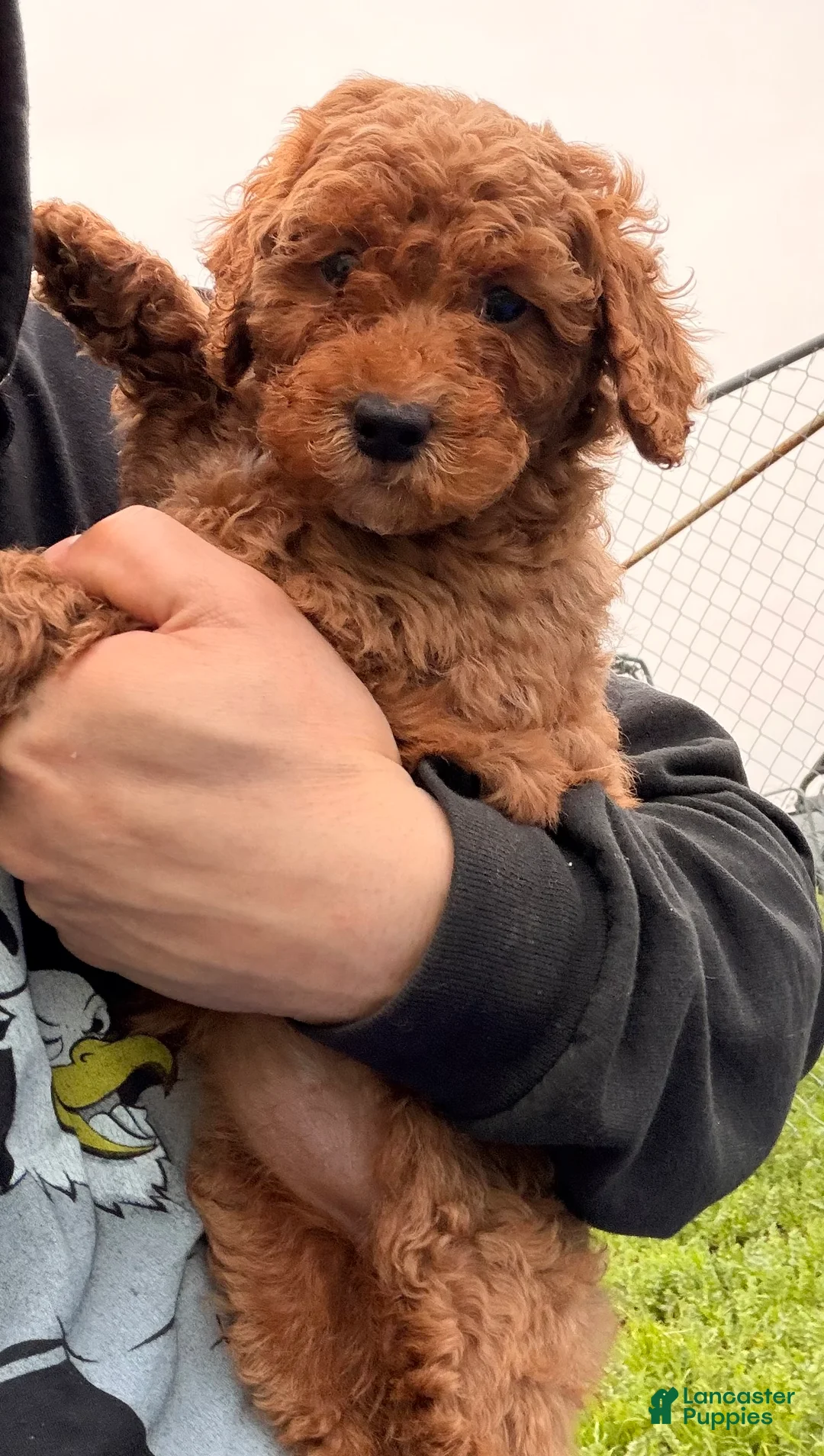 Mini Goldendoodle dogs for sale: Glory  - Ad 4