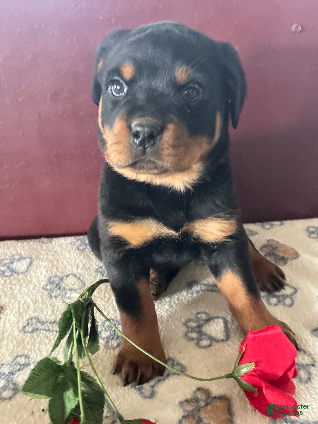 Rottweiler dogs for sale: Layla - Ad 4