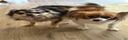 Mixed Breed dogs for sale: Mixed Breed 1 - Ad 8