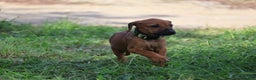 Rhodesian Ridgeback dogs for sale: Sky - Ad 3