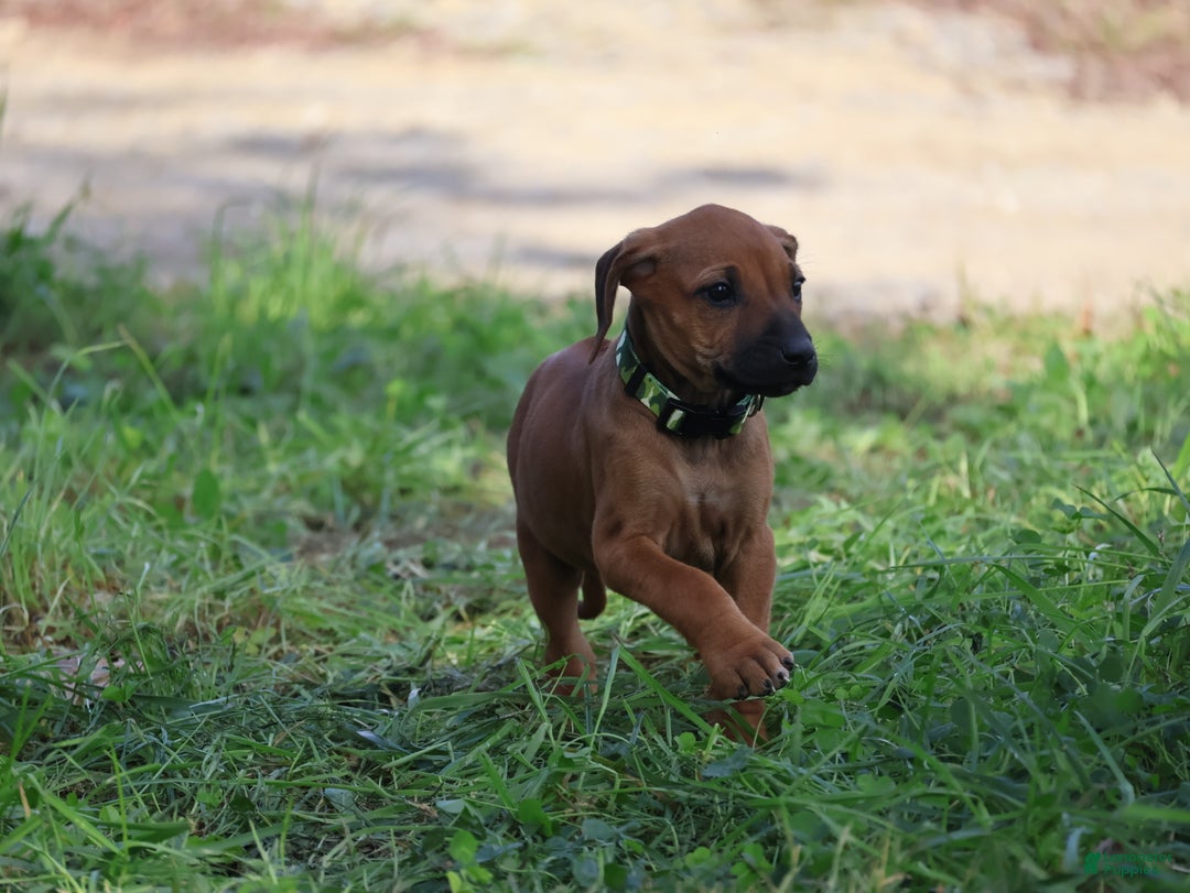 Rhodesian Ridgeback dogs for sale: Sky - Ad 3