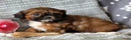 Shihpoo dogs for sale: Barbie - Ad 4