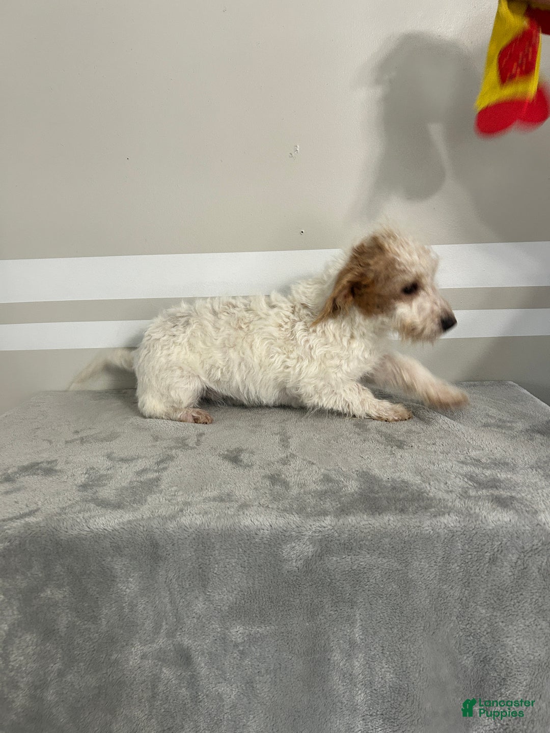 Schnoodle dogs for sale: Daisy - Ad 2