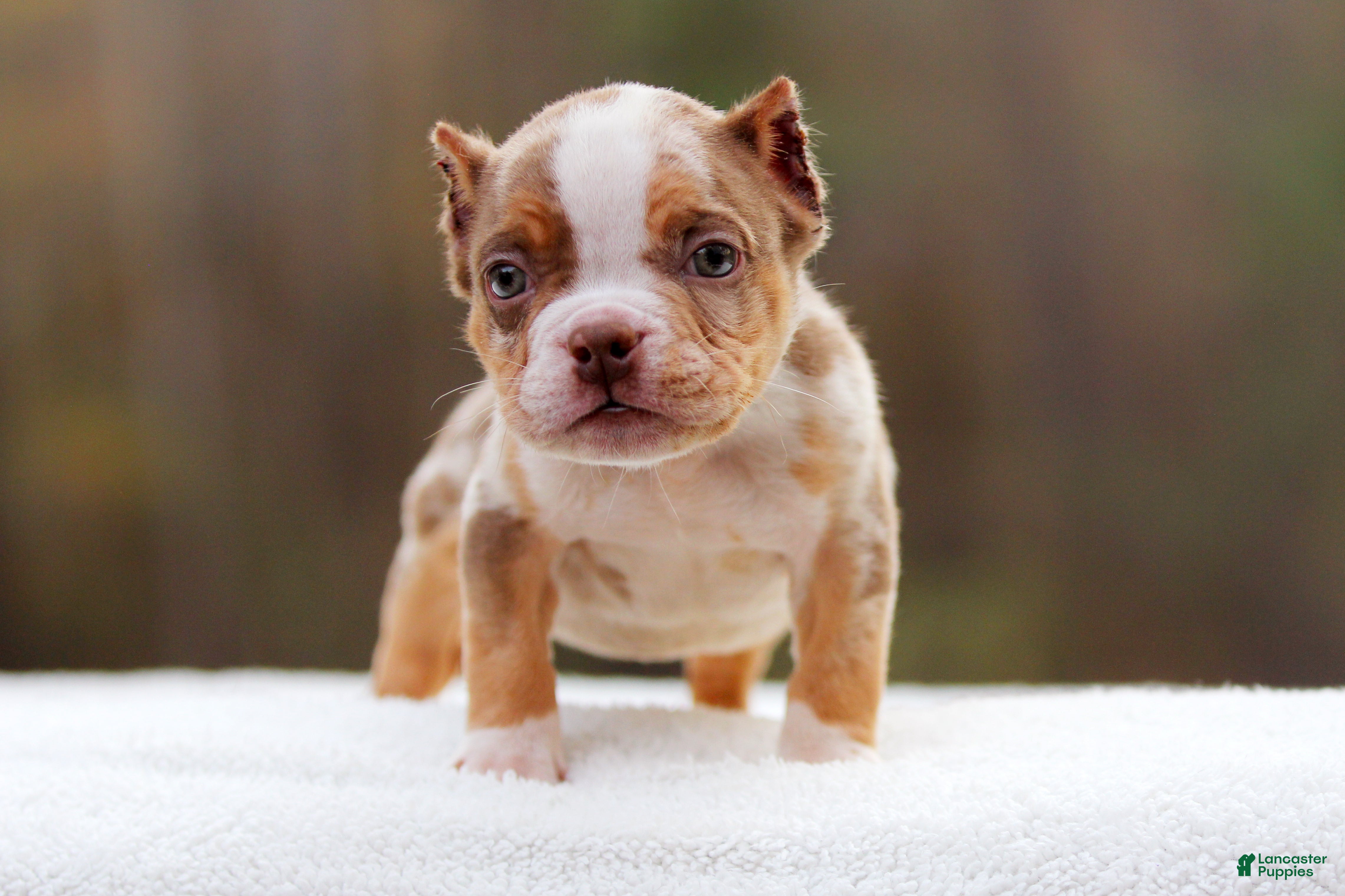 American Bully dogs Chocolate Tri Merle Male - Ad 1