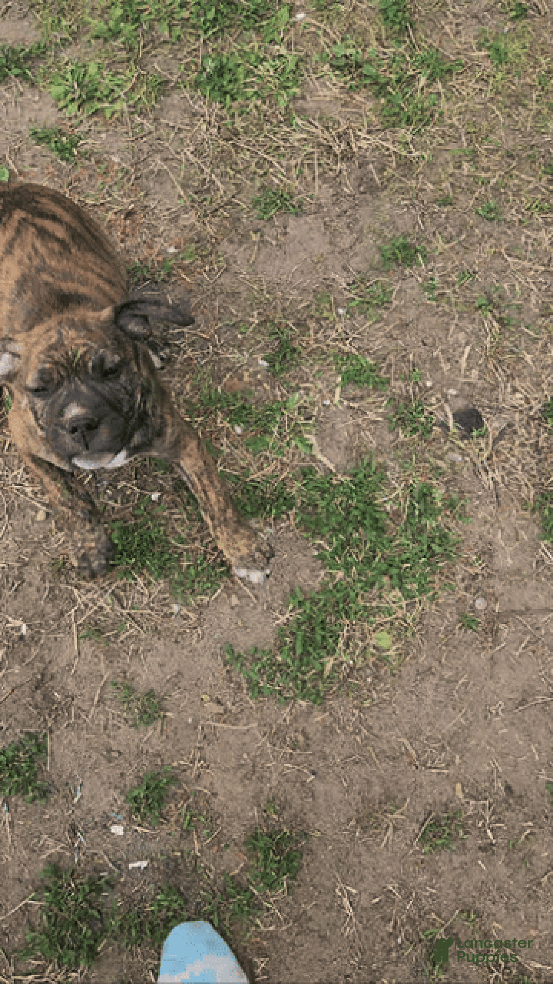 Mixed Breed dogs for sale: Mixed Breed Puppy 1 - Ad 2