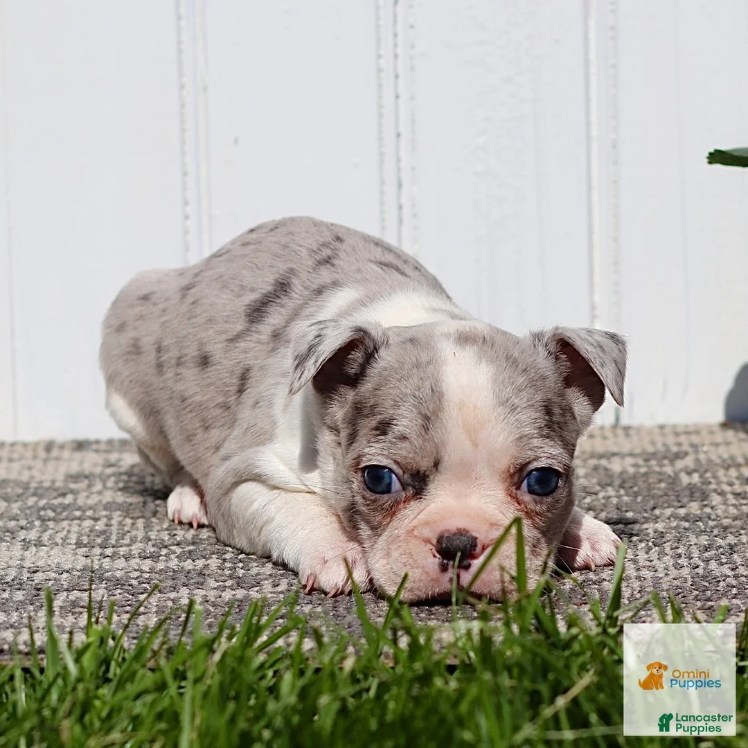 Boston Terrier dogs for sale: Megan - Ad 3