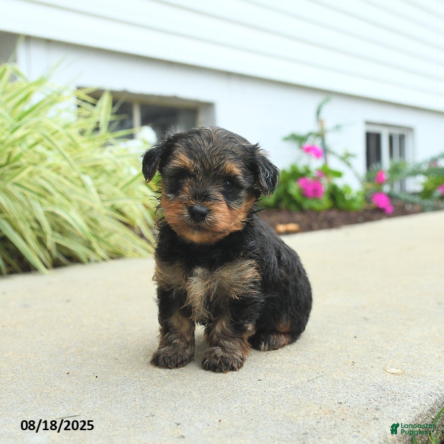 Yorkiepoo dogs York - Ad 25