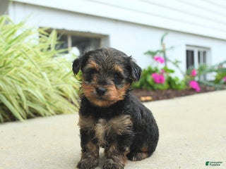 Yorkiepoo dogs York - Ad 23