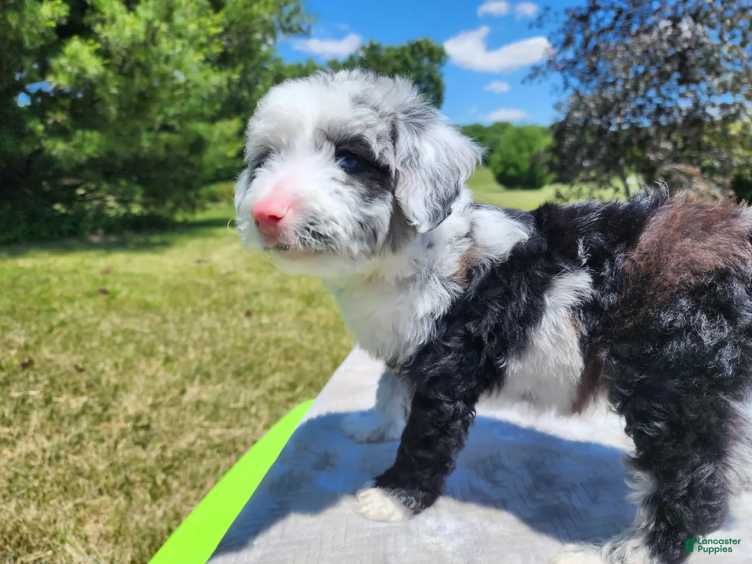 Gallery Image {{count}}